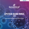 EPSTEIN BARR VIRUS